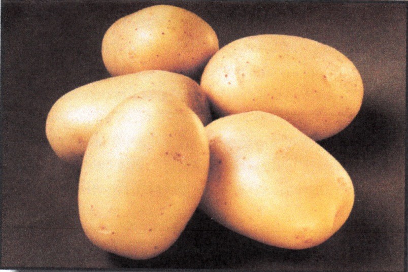 Sadbové brambory BALLERINA rané 10 kg