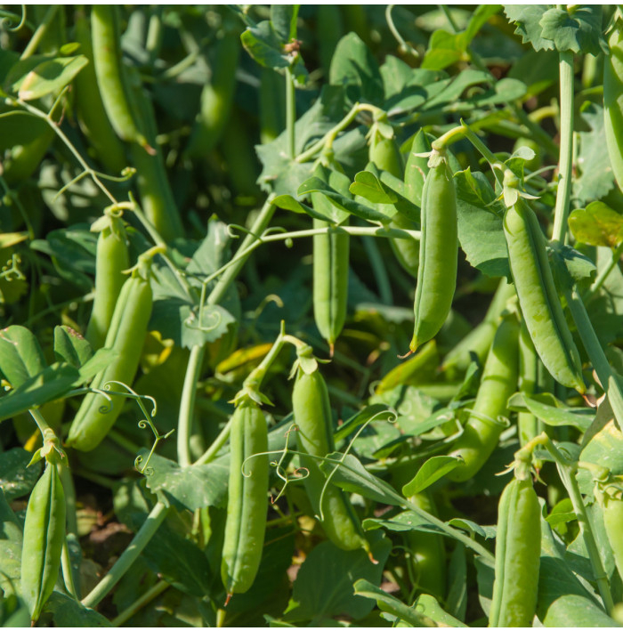 BIO Hrách cukrový Norli - Pisum sativum - bio semena hrachů - 75 ks