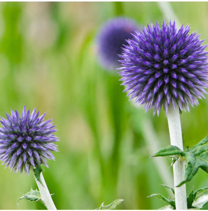 Bělotrn modrý - Echinops ritro - semena bělotrnu - 6 ks