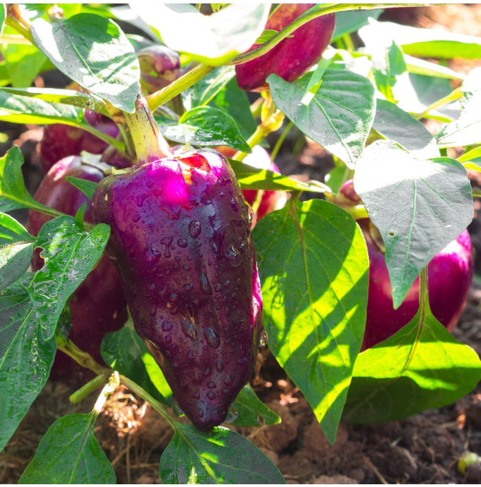 Paprika fialová Oda - Capsicum annuum - semena papriky - 9 ks