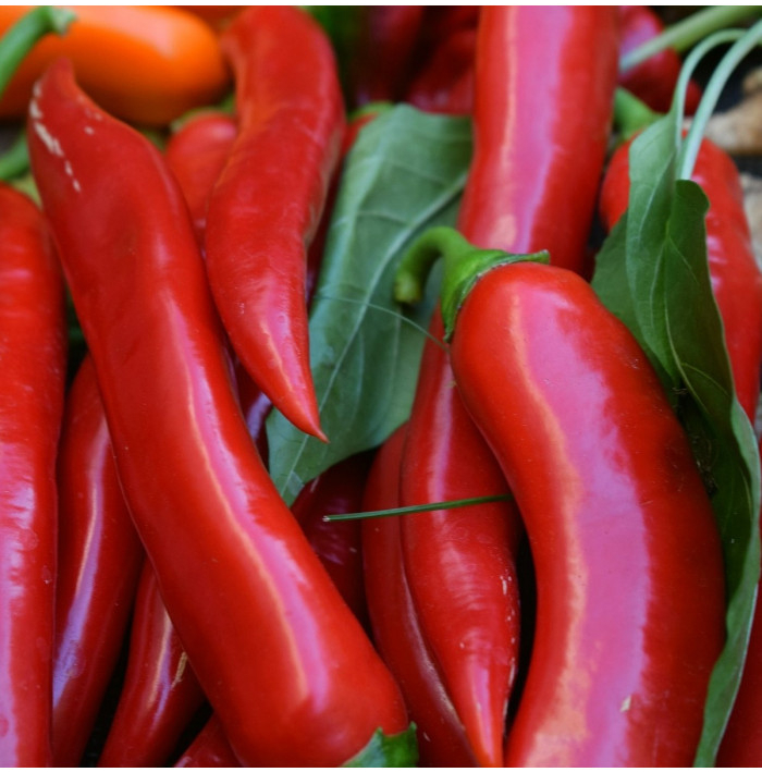 Chilli Kajenský pepř – Capsicum annuum – semena chilli – 8 ks