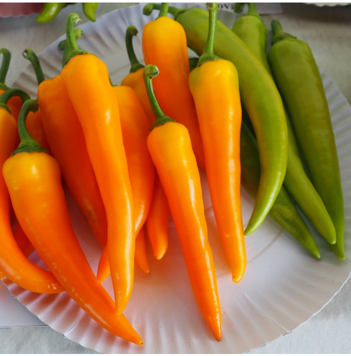 Paprika kozí roh Harvey – Capsicum annuum – semena chilli – 40 ks