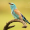 birdwatcher