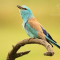 birdwatcher