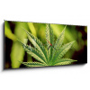 Obraz s hodinami 1D panorama - 120 x 50 cm - marijuana marihuana