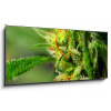 Obraz s hodinami 1D panorama - 120 x 50 cm - Marijuana Marihuana