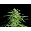WEBLUX Fototapeta vliesová Potent Medical Marijuana Plant - 36911963 Silná lékařská marihuana rostlina, 270 x 200 cm