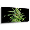 Obraz s hodinami 1D panorama - 120 x 50 cm - Potent Medical Marijuana Plant Silná lékařská marihuana rostlina