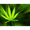 WEBLUX Samolepka fólie Marijuana background - 42226543 Marihuana pozadí, 270 x 200 cm