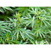 WEBLUX Fototapeta vliesová marijuana - 44012668 marihuana, 270 x 200 cm