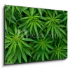 Obraz 1D - 100 x 70 cm - Marijuana Marihuana