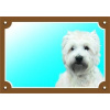 Dafiko Tabulka west highland white terrier