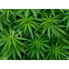 WEBLUX Fototapeta vliesová Marijuana - 46939324 Marihuana, 270 x 200 cm