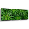 Obraz 3D třídílný - 150 x 50 cm - Marijuana Marihuana