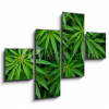 Obraz 4D čtyřdílný - 120 x 90 cm - Marijuana Marihuana