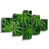 Obraz 5D pětidílný - 125 x 70 cm - Marijuana Marihuana