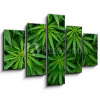 Obraz 5D pětidílný - 150 x 100 cm - Marijuana Marihuana
