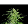 WEBLUX Fototapeta vliesová Potent Medical Marijuana Plant - 36911963 Silná lékařská marihuana rostlina, 145 x 100 cm