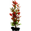 Rostlina TETRA Red Ludwigia - 23cm