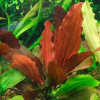 Echinodorus Indian red (Košíčková Holandsko Ø 5,5 cm)
