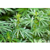 WEBLUX Fototapeta vliesová marijuana - 44012668 marihuana, 145 x 100 cm