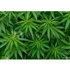 WEBLUX Samolepka fólie Marijuana - 46939324 Marihuana, 145 x 100 cm