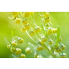 Artemisia annua / Pelyněk roční + BIO Moringa z TENERIFE, kapsle 90 ks