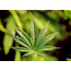 WEBLUX Samolepka fólie marijuana - 5123920 marihuana, 200 x 144 cm