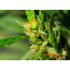 WEBLUX Fototapeta vliesová Marijuana - 18646563 Marihuana, 200 x 144 cm