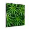 Obraz 1D - 50 x 50 cm - Marijuana Marihuana