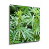 Obraz 1D - 50 x 50 cm - marijuana marihuana