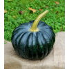 BIO Dýně Black Futsu - Cucurbita moschata - prodej bio semen - 7 ks