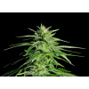 WEBLUX Samolepka fólie Potent Medical Marijuana Plant - 36911963 Silná lékařská marihuana rostlina, 200 x 144 cm