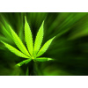 WEBLUX Samolepka fólie Marijuana background - 42226543 Marihuana pozadí, 200 x 144 cm
