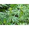 WEBLUX Fototapeta vliesová marijuana - 44012668 marihuana, 200 x 144 cm