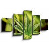 WEBLUX Obraz 5D pětidílný - 125 x 70 cm - marijuana, obraz pětidílný 5D, obraz 5D, pětidílný obraz, 5d obraz - DOPRAVA ZDARMA