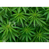 WEBLUX Fototapeta vliesová Marijuana - 46939324 Marihuana, 200 x 144 cm