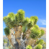 Joshua tree - Juka krátkolistá - Yucca brevifolia - semena - 6 ks