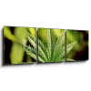 Obraz 3D třídílný - 150 x 50 cm - marijuana marihuana