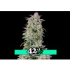 Forbidden Runtz Auto - samonakvétací semena marihuany 3 ks Fast Buds