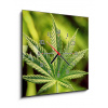 Obraz s hodinami 1D - 50 x 50 cm - marijuana marihuana