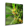 Obraz s hodinami 1D - 50 x 50 cm - Marijuana Marihuana