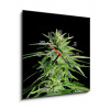 Obraz s hodinami 1D - 50 x 50 cm - Potent Medical Marijuana Plant Silná lékařská marihuana rostlina