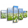 WEBLUX Obraz 5D pětidílný - 125 x 70 cm - many chamomile flowers over blue sky, obraz pětidílný 5D, obraz 5D, pětidílný obraz, 5d obraz - DOPRAVA ZDARMA