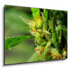 Skleněný obraz 1D - 100 x 70 cm - Marijuana Marihuana