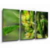 Obraz 3D třídílný - 90 x 50 cm - Marijuana Marihuana