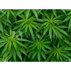 WEBLUX Fototapeta papír Marijuana - 46939324 Marihuana, 360 x 266 cm