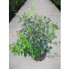 Břečťan popínavý 'Arborescens' - Hedera helix 'Arborescens', Kontejner o objemu 2 litry