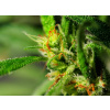 WEBLUX Fototapeta plátno Marijuana - 18646563 Marihuana, 240 x 174 cm