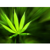 WEBLUX Fototapeta plátno Marijuana background - 42226543 Marihuana pozadí, 240 x 174 cm